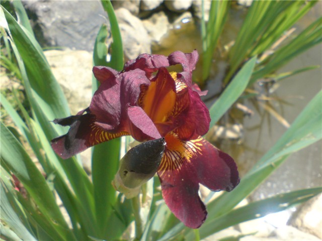 perunika