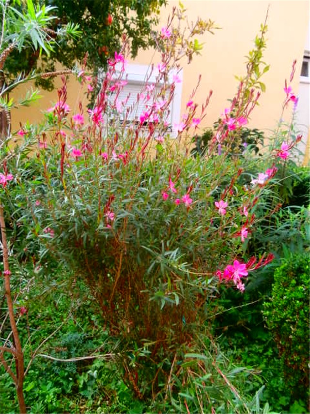 gaura