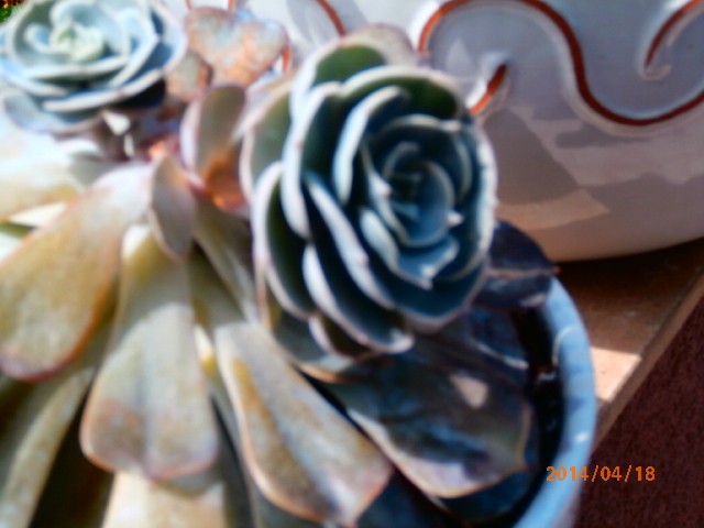 echeveria