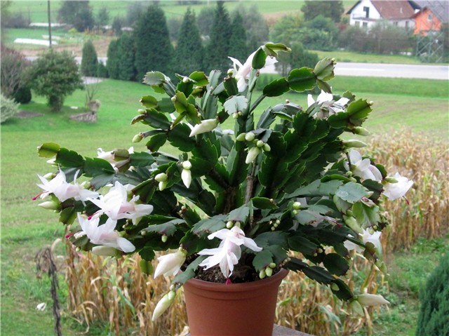 Schlumbergera