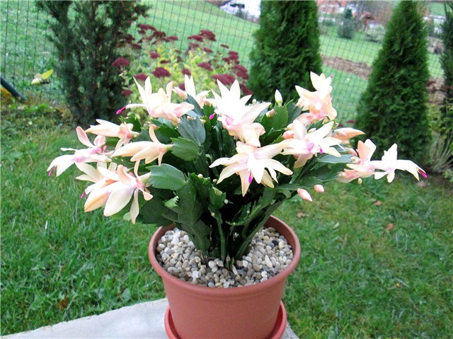 Schlumbergera