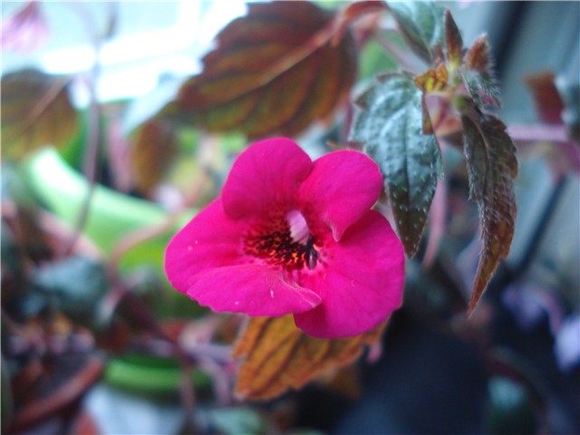 achimenes3