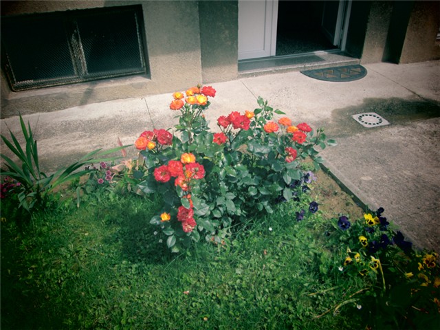 samba-ruza