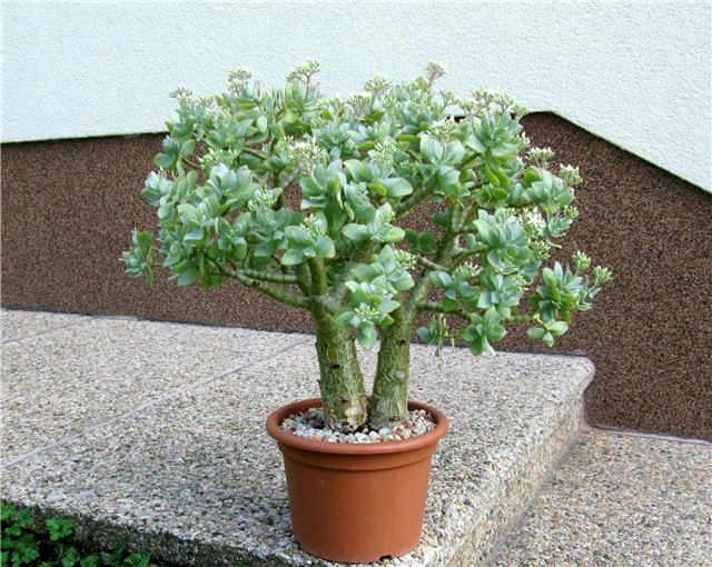 Crassula arborescens  