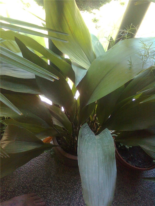 aspidistra