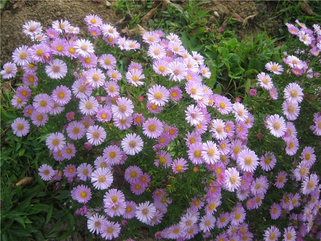 Zvjezdan (aster)