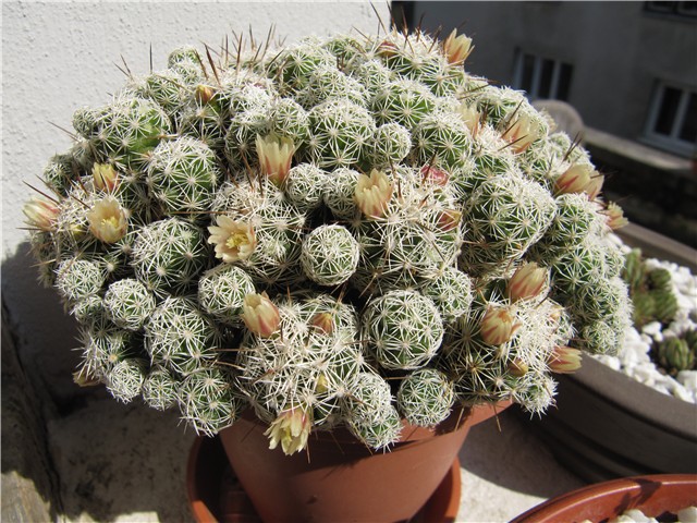 Mammillaria gracilis