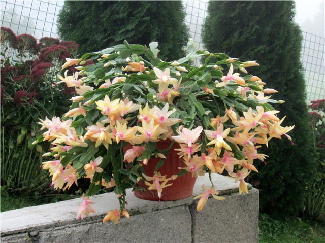 Schlumbergera truncata