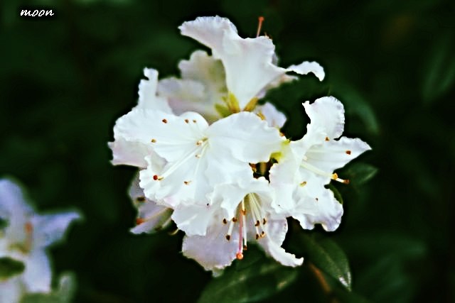 rododendron