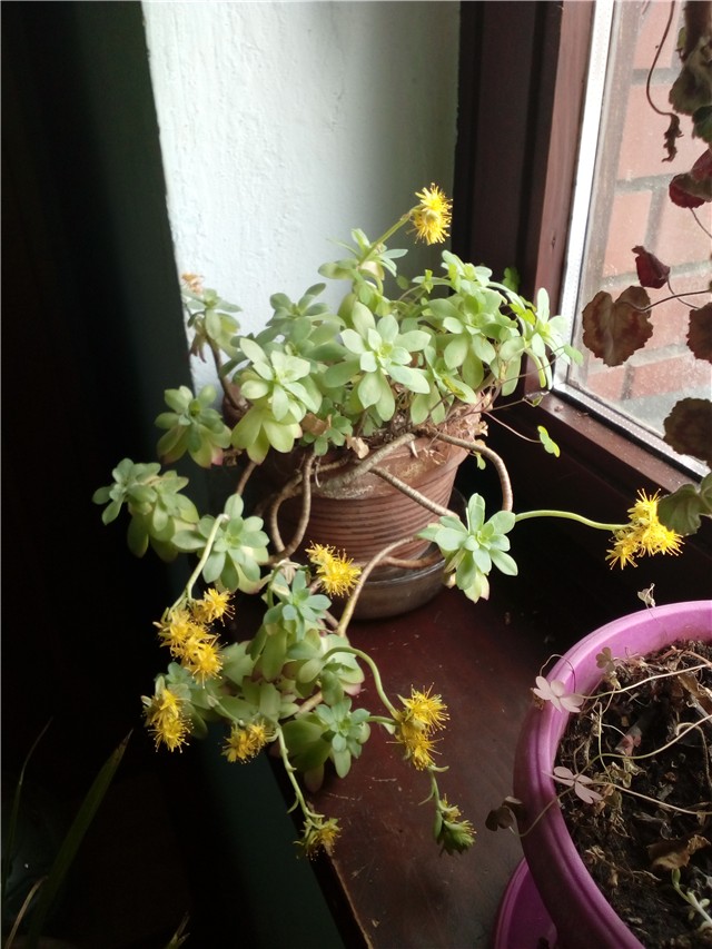 Sedum palmeri