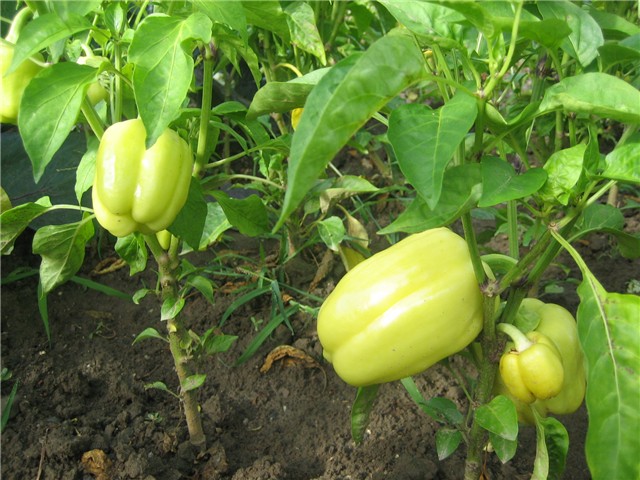 Paprika paradajzerica