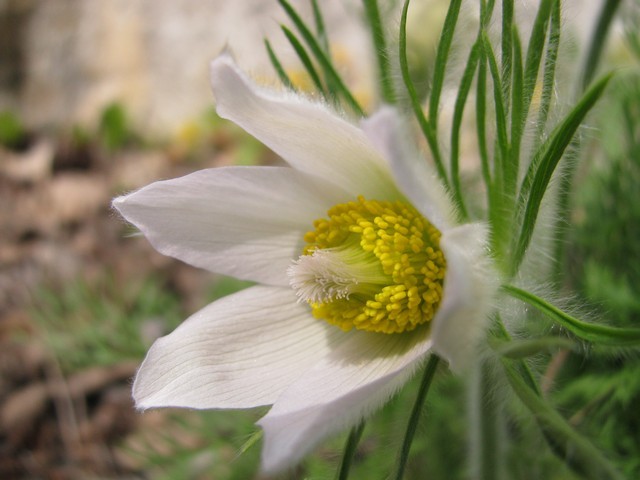Pulsatilla vulgaris 'Alba'