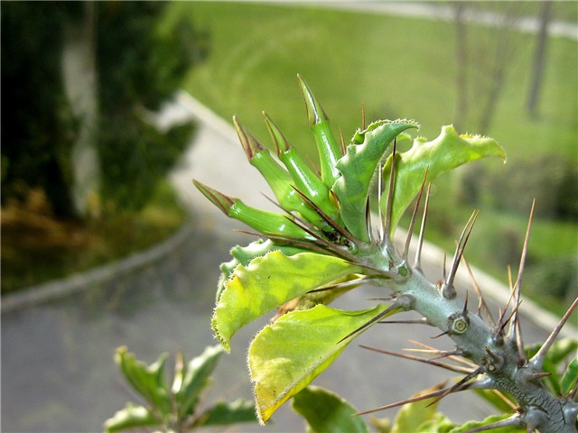 Pachypodium saundersii