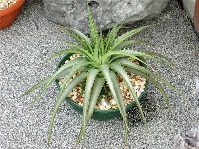 dyckia
