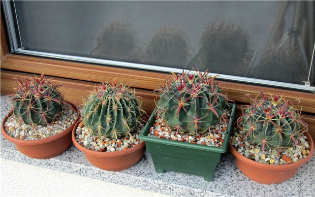 ferocactus latispinus