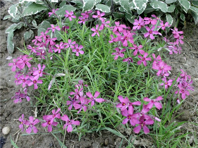 phlox