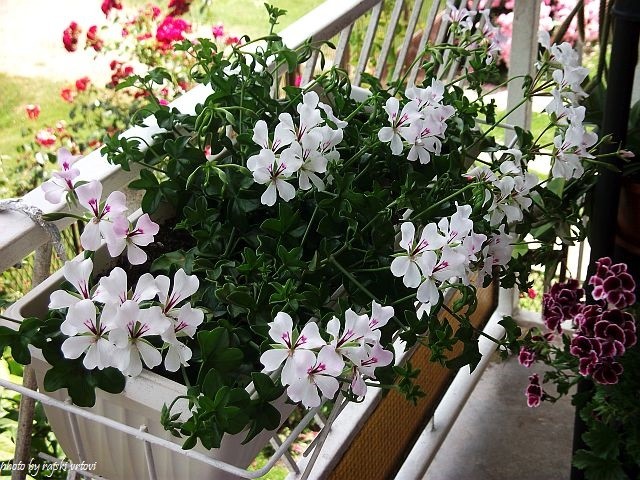 pelargonije