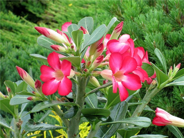 Adenium obesum