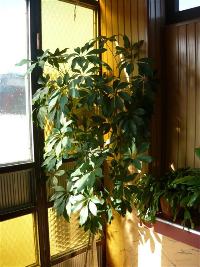 Schefflera arboricola