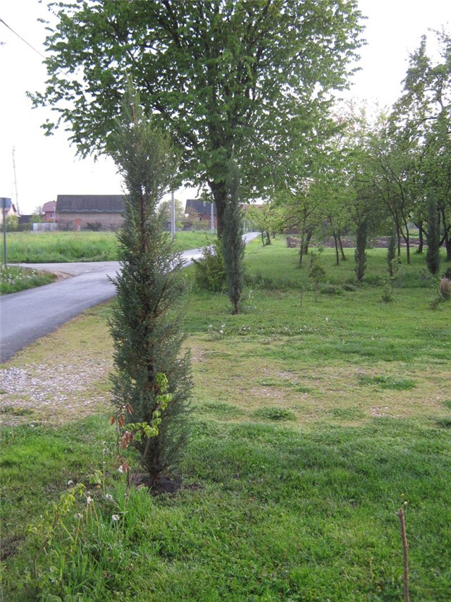 čempresi