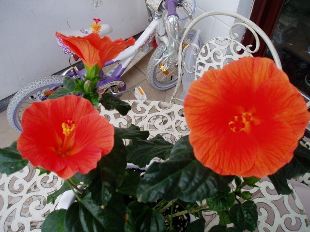 Hibiskus Wiki Orange