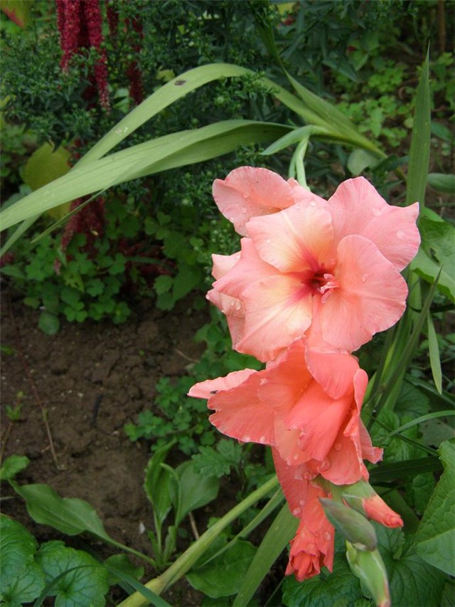 Gladiola