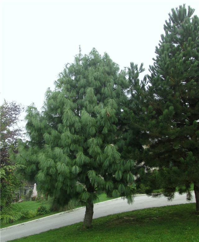 Pinus wallichiana  Pinus nigra