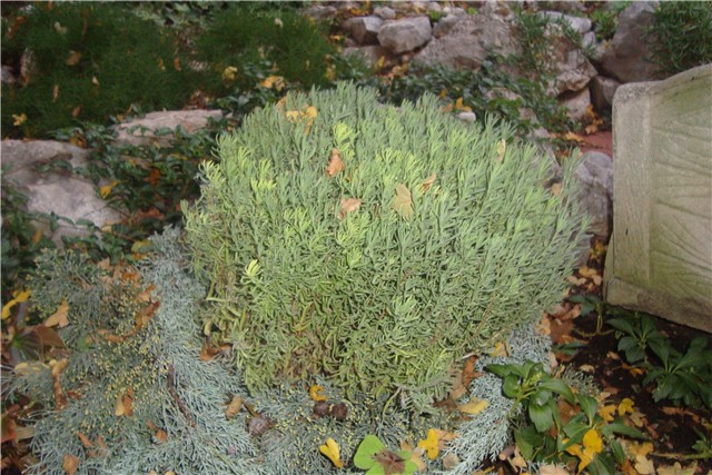 lavanda stoechas