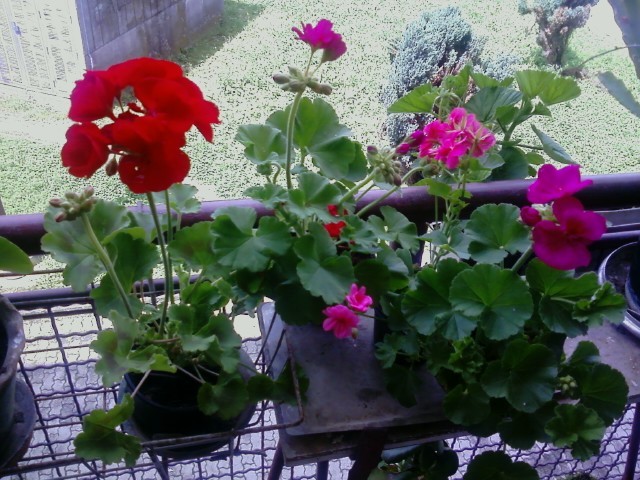 pelargonija, žeravak