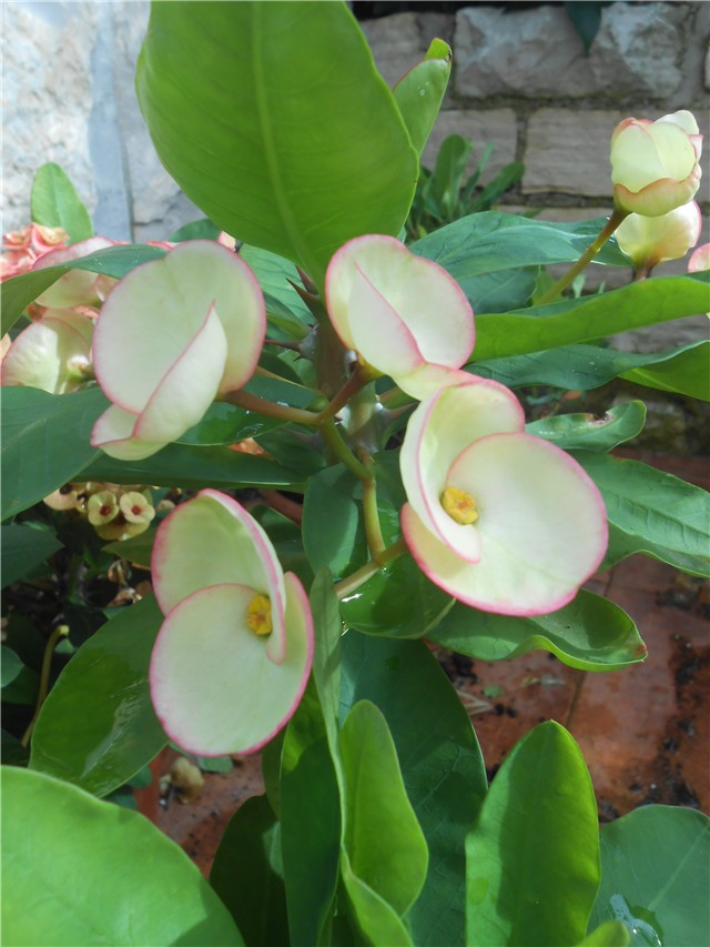 Euphorbia milii