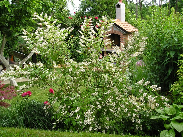 Deutzia scabra 