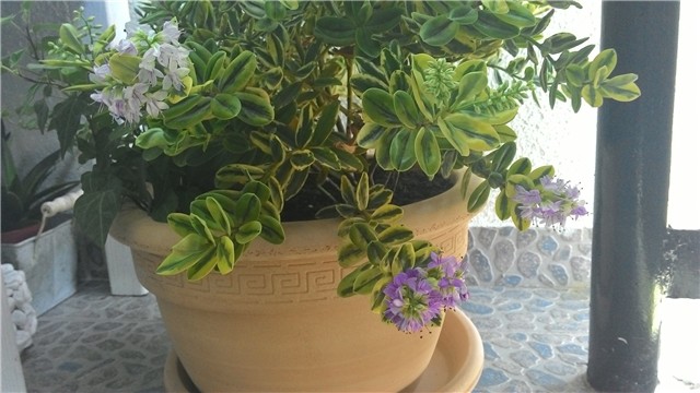 moj balkon