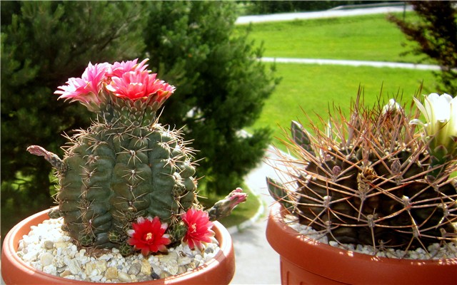 gymnocalycium baldianum - gymnocalycium schickendantzii