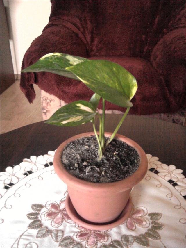 scindapsus