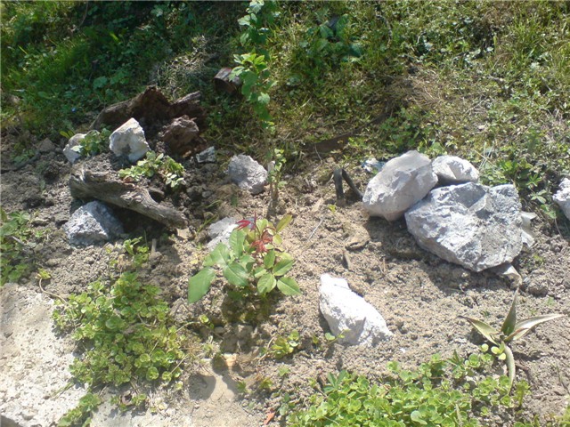 svasta3