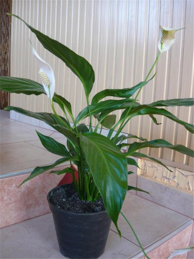 spathiphyllum