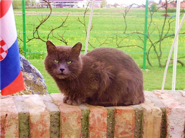 moj sivko