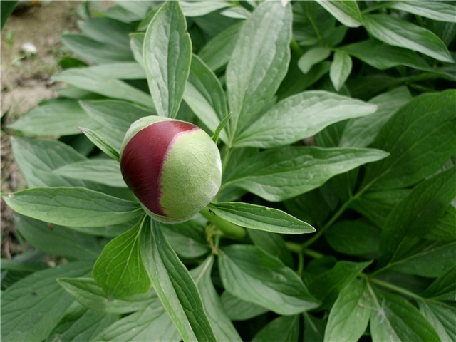 božur