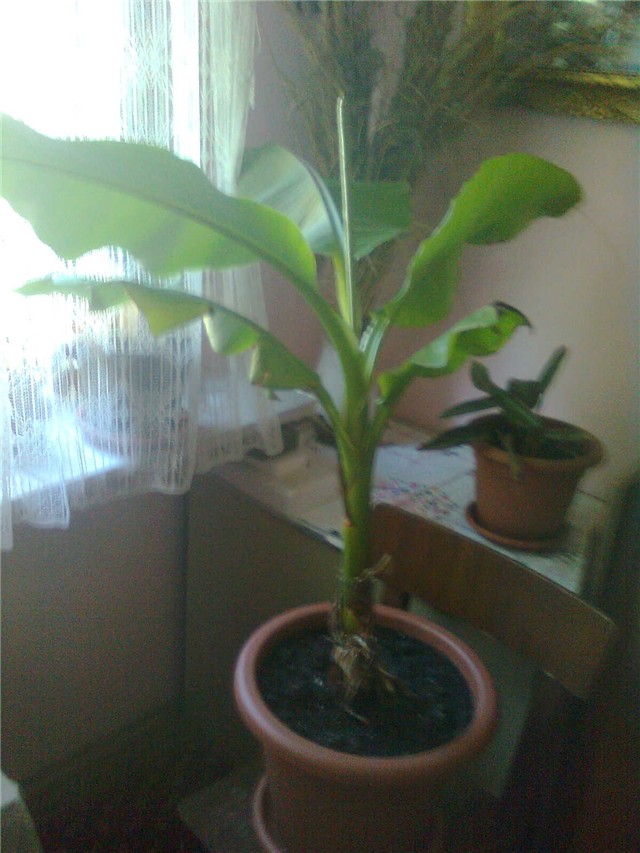 banana2