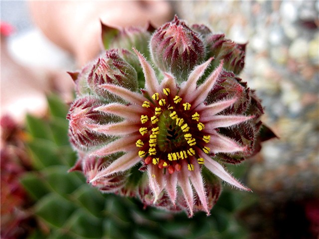 Sempervivum - cvijet