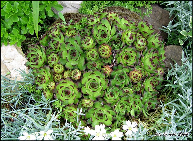 čuvarkuća-Sempervivum testorum