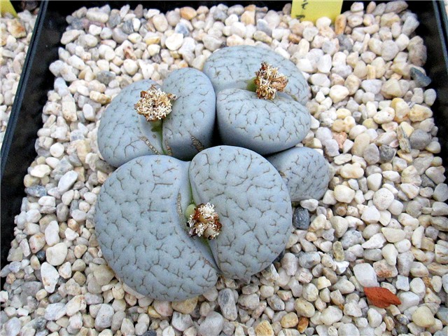 lithops - Ž. Baljkas