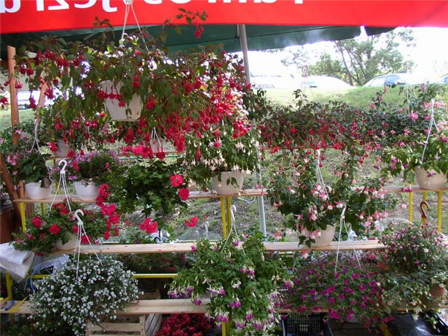 Flora Art Zagreb