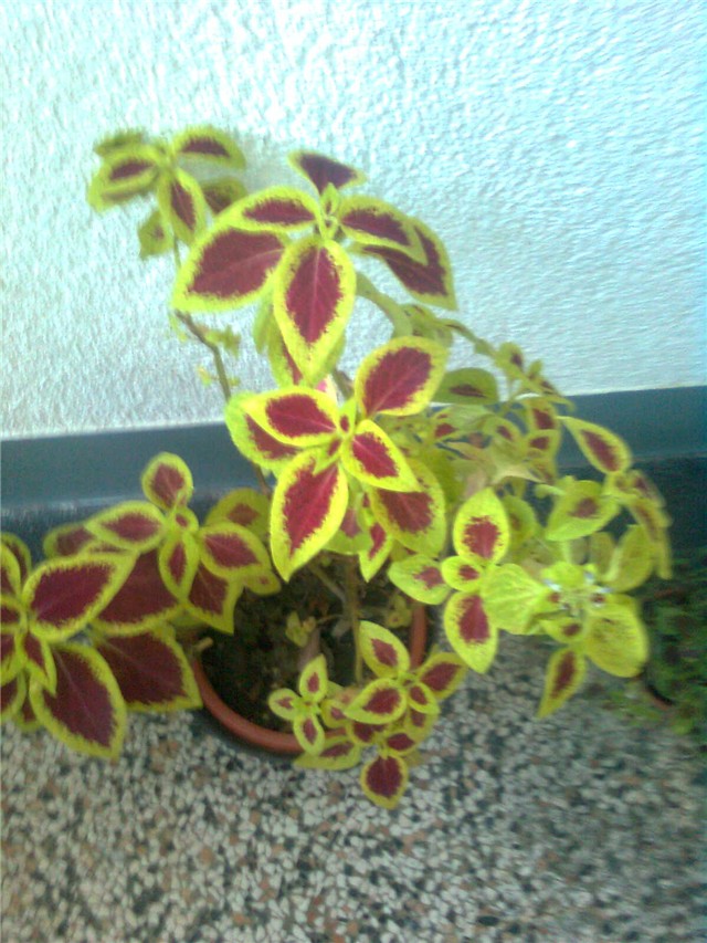 coleus