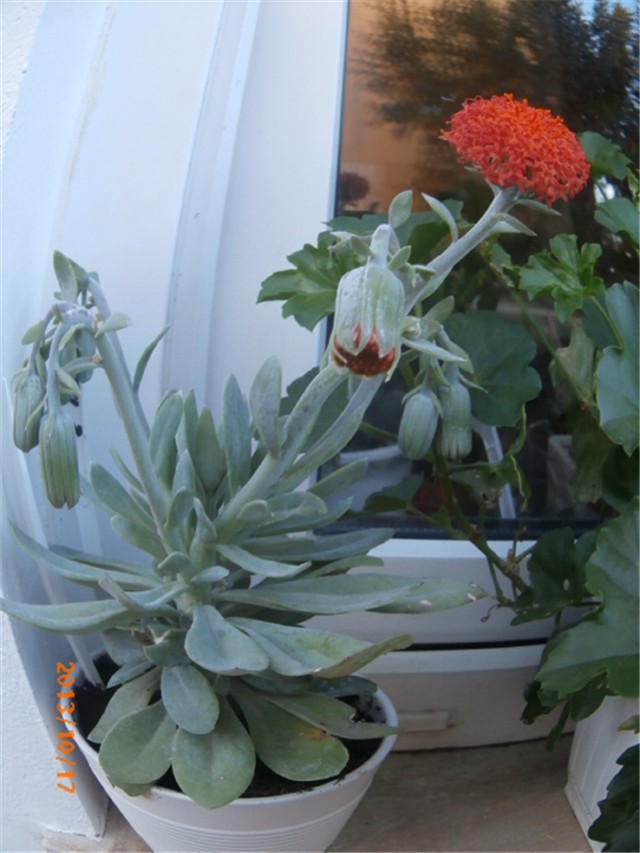 senecio