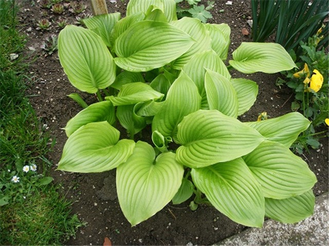 hosta 