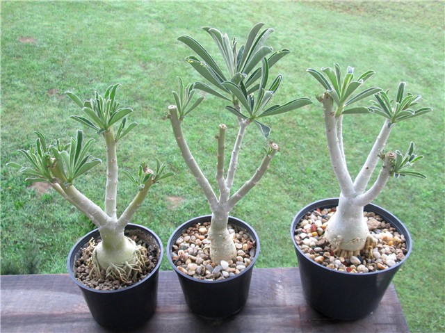 Adenium swazicum 