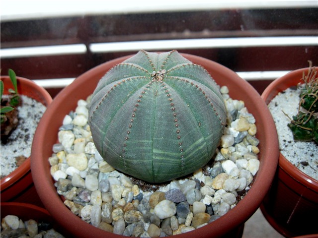 Euphorbia obesa