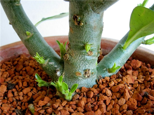 Adenium obesum hibrid