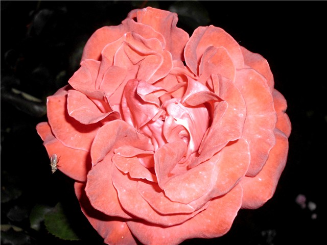 crvena ruža6